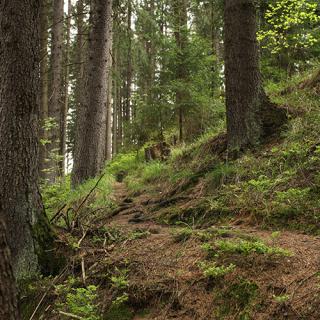 Photo Textures of Forest